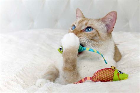 How Magi Cat Toys Can Help with Your Cat's Weight Management